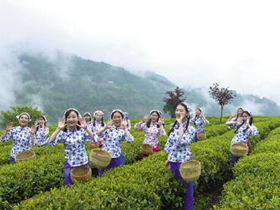 描写普洱古树茶的诗句《普洱茶》赏析_关于普洱古树茶的唯美茶诗