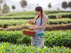 南宋耶律楚材茶诗《坐弹离骚》注释译文_关于品茶心境与悠闲的茶诗赏析