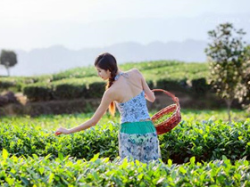 唐代诗僧贯休的茶诗《酬周相公见赠》赏析_关于洞宾茶的品茶诗句