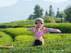 明代李应元茶诗《登蒙山》赏析_描写四川蒙顶山茶品茶的诗句