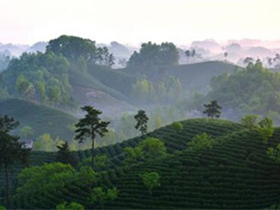 南宋茶山居士曾几的茶诗《尹少稷寄顾渚茶》赏析_关于顾渚紫笋的诗句