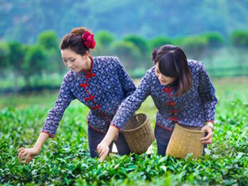 关于四川峨眉山茶文化的古诗大全_历代描写巴蜀茶文化的诗句