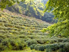 潮州工夫茶凤凰单丛的茶诗《凤凰茶》注释赏析_描写茶园风景的诗句