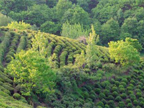 明代李应元茶诗《登蒙山》赏析_描写四川蒙顶山茶品茶的诗句