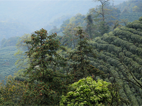 描写广东潮州饮茶习俗的茶诗《游灵山》注释赏析_关于凤凰单丛品茶的诗句