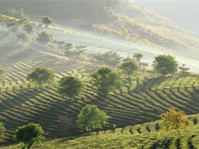 明代李应元茶诗《登蒙山》赏析_描写四川蒙顶山茶品茶的诗句