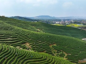 科技赋能 农业披“新”装 茶园吐绿 春茶上“新”