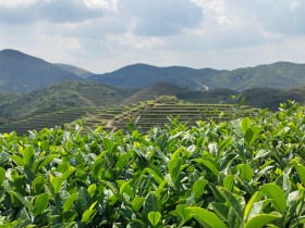 《寻茶之旅》中国名山茶品牌龙叙堂:十大名茶产地铁观音篇
