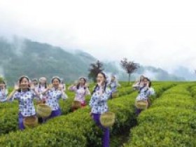 安吉白茶的茶诗+茶歌+茶联大全_赞美安吉白茶的品茶诗句20首赏析