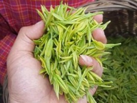 现代茶诗《咏安吉白茶》赏析_描写安吉白茶的古诗词_关于茶的诗句鉴赏