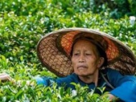 清代闵钧茶诗《种茶》注释赏析_描写种茶的古诗_关于茶园的诗句