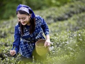 茶歌《茶山情歌》原唱mp3赏析_茶山情歌杨钰莹版歌词及简谱