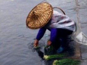 《四时田园杂兴·晚春(1)》注释译文赏析_范成大《四时田园杂兴》60首全集