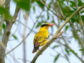 关于品味茶香的茶联妙句《莺歌唱罢山歌起_茶味香时诗味连》注释赏析