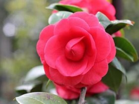 北宋梅尧臣的经典茶诗《山茶》注释赏析_关于山茶花的诗句古诗