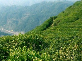 古丈毛尖的九大茶叶知识