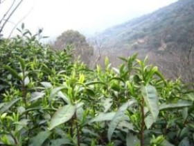 皮日休《茶中杂咏》10首全集(注释/翻译/赏析)_《奉和袭美茶具十咏》的和诗