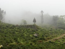唐代诗人陆龟蒙《奉和袭美茶具十咏·茶人》注释/翻译/赏析_关于寻茶采茶的诗