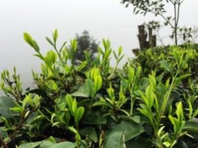 陆龟蒙《奉和袭美茶具十咏》10首全集(注释/翻译/赏析)_《茶中杂咏》的和诗