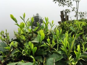 唐代诗人陆龟蒙《奉和袭美茶具十咏·茶坞》注释/翻译/赏析_关于茶园的诗句