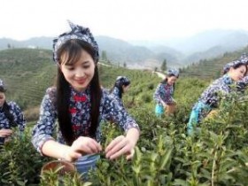 历代关于苏州茶文化的诗句精选_赞美碧螺春的茶诗大全_茶诗妙句茶联