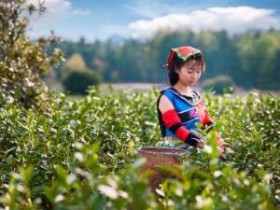 历代赞美都匀茶文化的古诗大全_关于都匀毛尖的茶诗_都匀毛尖品茶的诗句