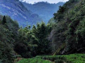 广东清远地区描写种茶、采茶的诗句《将进茶》注释赏析_关于茶园的诗句