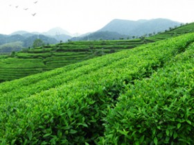 现代诗人刘杰的精美茶诗妙句《咏普洱茶》其一赏析_关于茶园的诗句