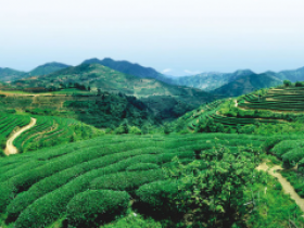 清代林鹤年的经典茶诗《山僮》赏析_描写古代童仆煮茶的诗句妙语