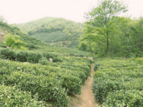 信阳红的起源纪实