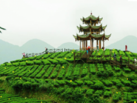 关于五峰毛尖茶的诗句《五峰茶》注释赏析_描写五峰毛尖的现代茶诗