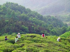 20种毛尖茶产地详细图解