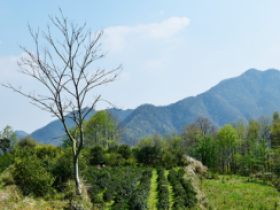 关于茶文化的藏头诗《都匀毛尖香满人间》赏析_描写绿茶都匀毛尖的诗句