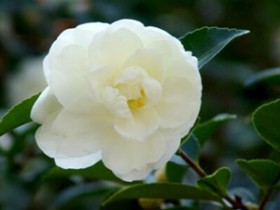 苏轼茶诗80首之《天仙子·走马探花花发未》赏析