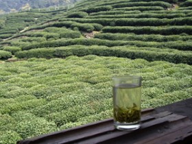 苏轼茶诗80首之《浣溪沙·簌簌衣巾落枣花》赏析