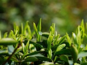 元代林锡翁赞美武夷山茶的茶诗《咏贡茶》赏析