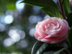 苏轼苏辙茶诗80首之《宛丘开元寺殿下今二月中山茶开千余朵因作诗奉寄》赏析