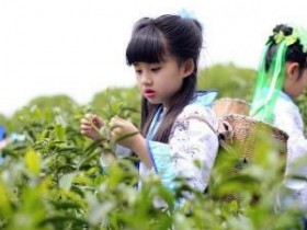 郑愚的经典品茶诗句《茶诗》诗意赏析