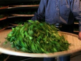 漳平水仙茶的制作工艺