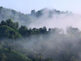 安化松针的历史典故