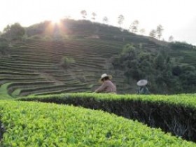 中国茶叶名称大全（二）中国各地3000种名茶集锦