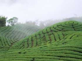 中国茶叶名称大全（一）中国各地3000种名茶集锦