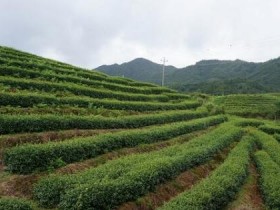 铁观音茶的神奇由来传说