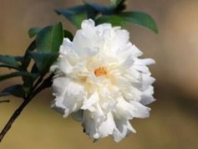 白茶花可以和什么泡