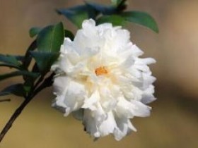 白茶花的宜忌人群