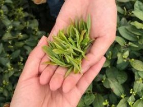 描写西湖龙井制茶工艺的茶诗《清平乐·问茶》赏析