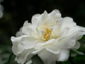 白茶花的花语 揭秘白茶花的花语是什么 山茶花的花语是什么 茶诗网