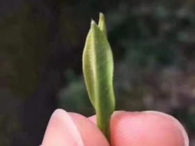 茶诗茶联《一饮龙井含雨润,数片云芽天下春》赏析
