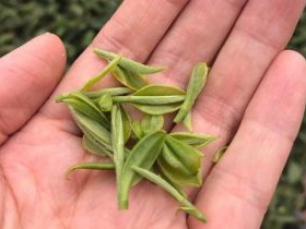 描写春天采制西湖龙井的茶诗妙句《龙井春茶》赏析