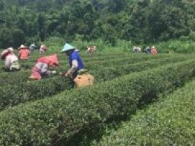 台湾高山茶正式上市语句_台湾乌龙茶/台湾春茶/台湾冬茶正式上市的朋友圈素材